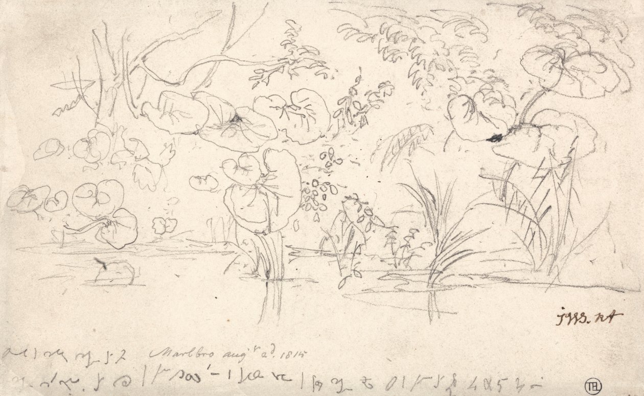 Studie rostlin, 2. srpna 1815 od James Ward