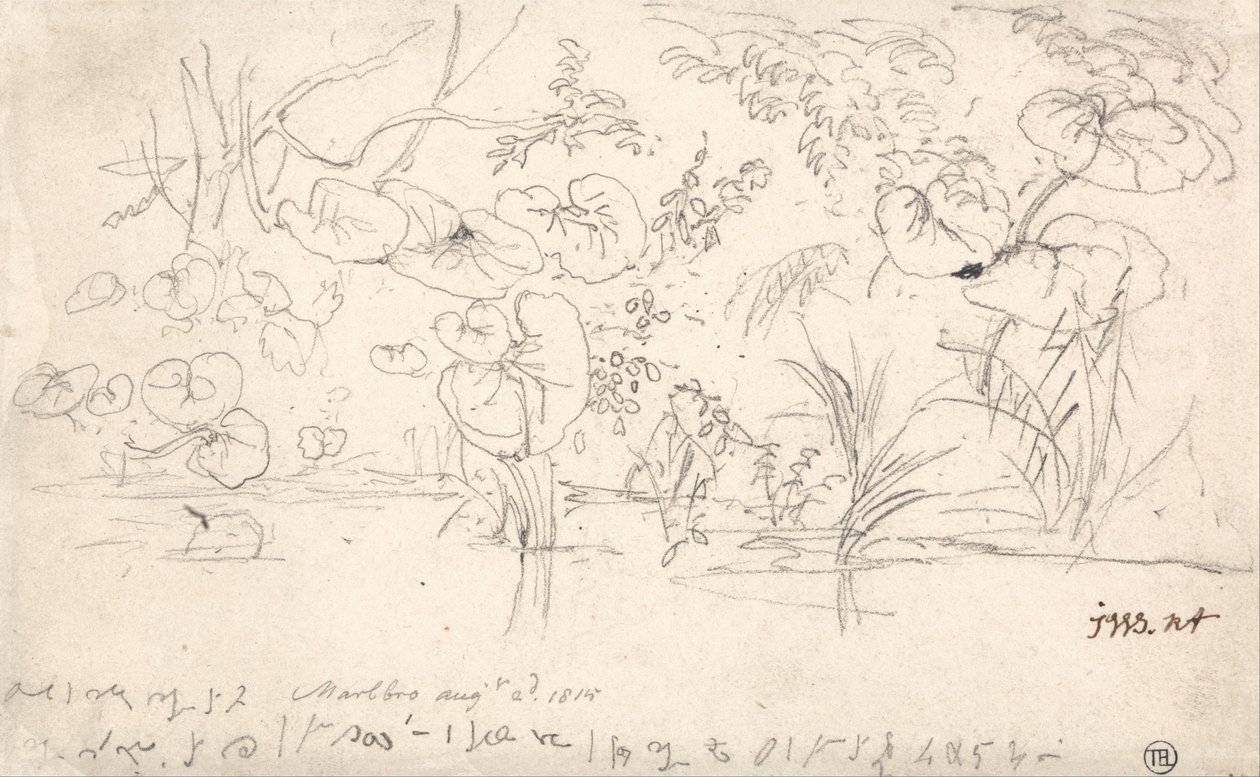 Studie o rostlinách, 2. srpna 1815 od James Ward