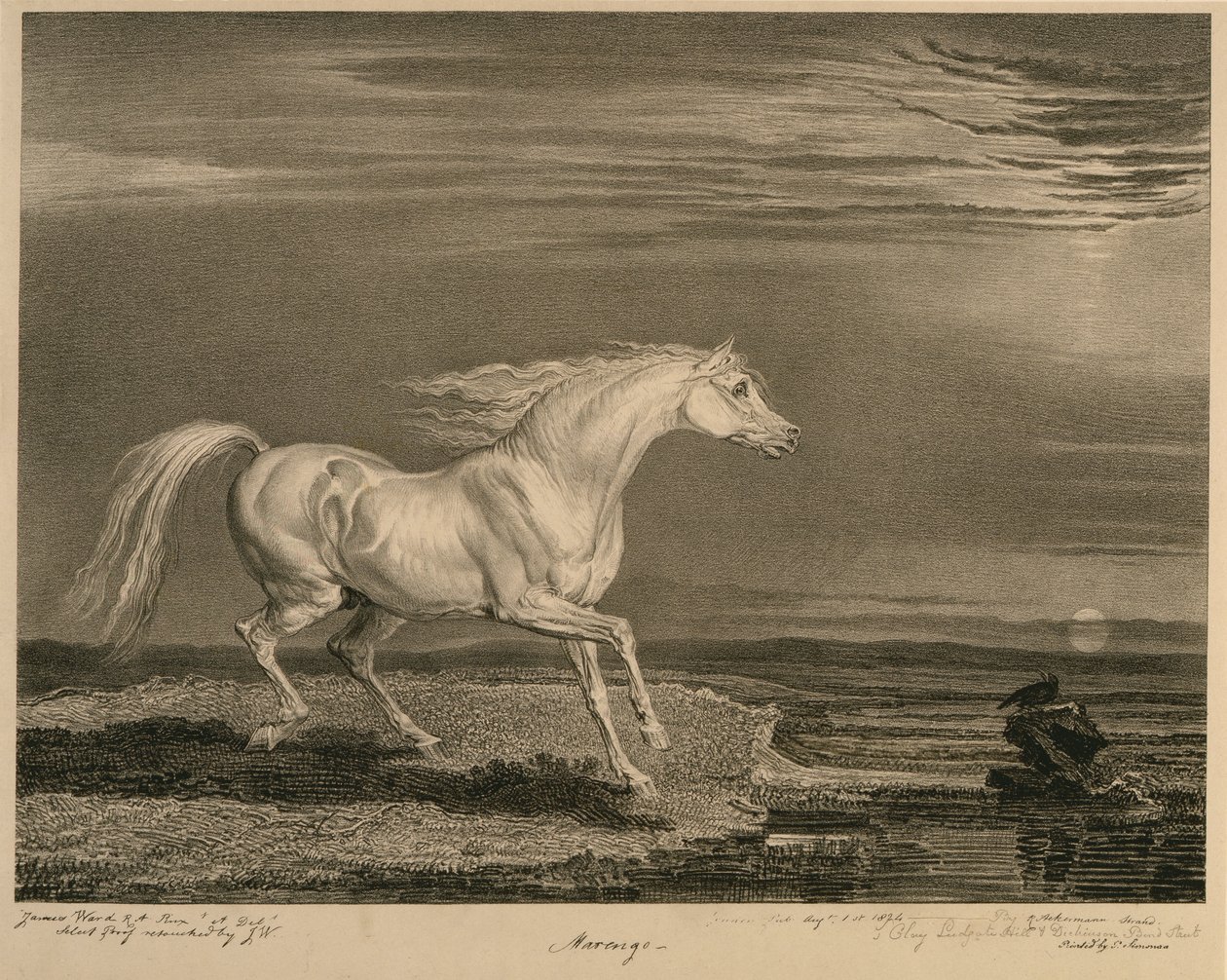 Marengo, z Celebated Horses, soubor čtrnácti závodních tisků vydaných umělcem, 1823-24 od James after Ward