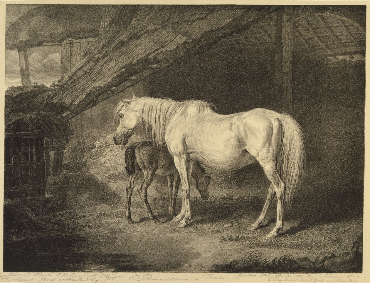 Primrose and Foal, from Celebated Horses, soubor čtrnácti závodních tisků vydaných umělcem, 1823-24 od James after Ward