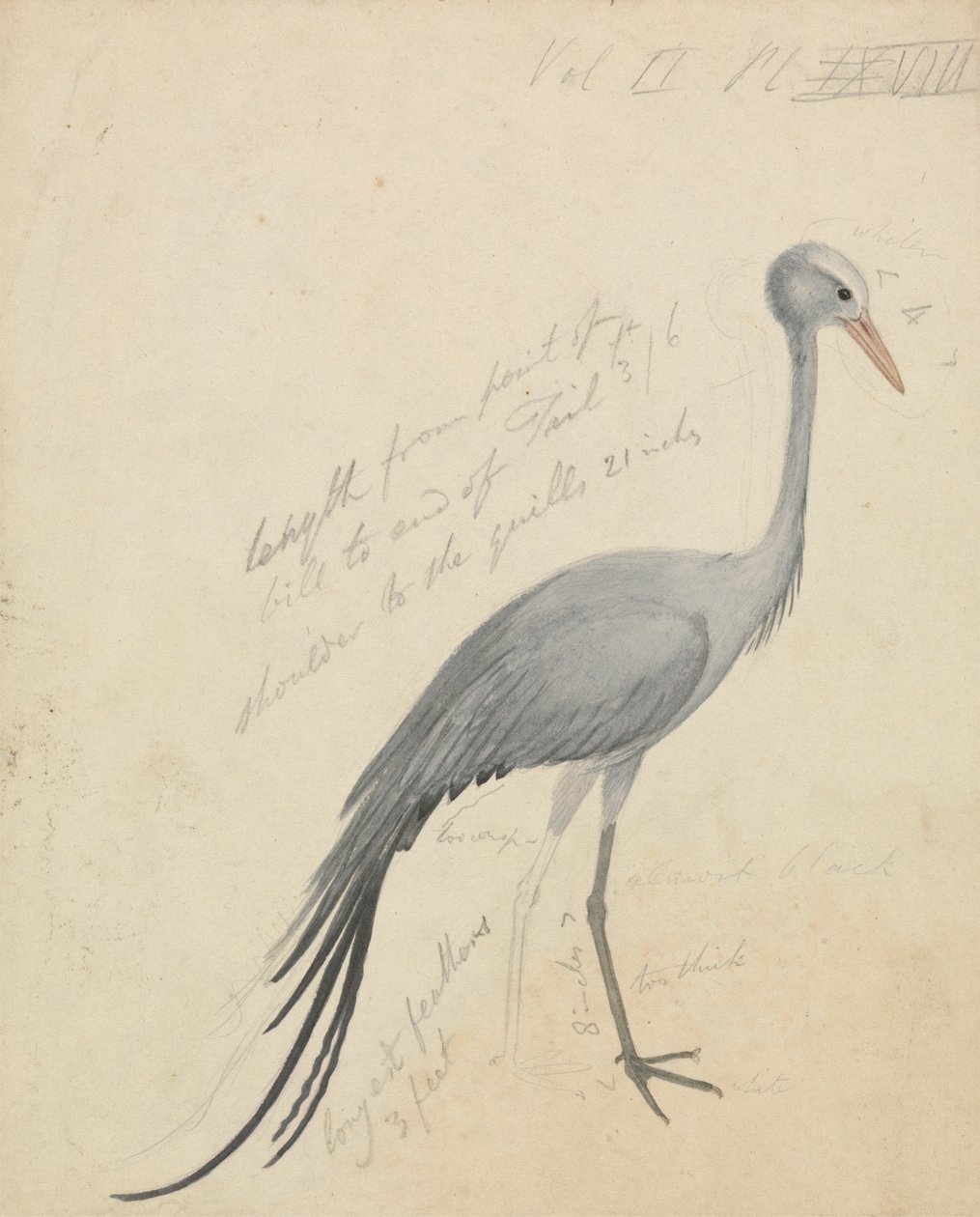 Jeřáb od James de Carle Sowerby
