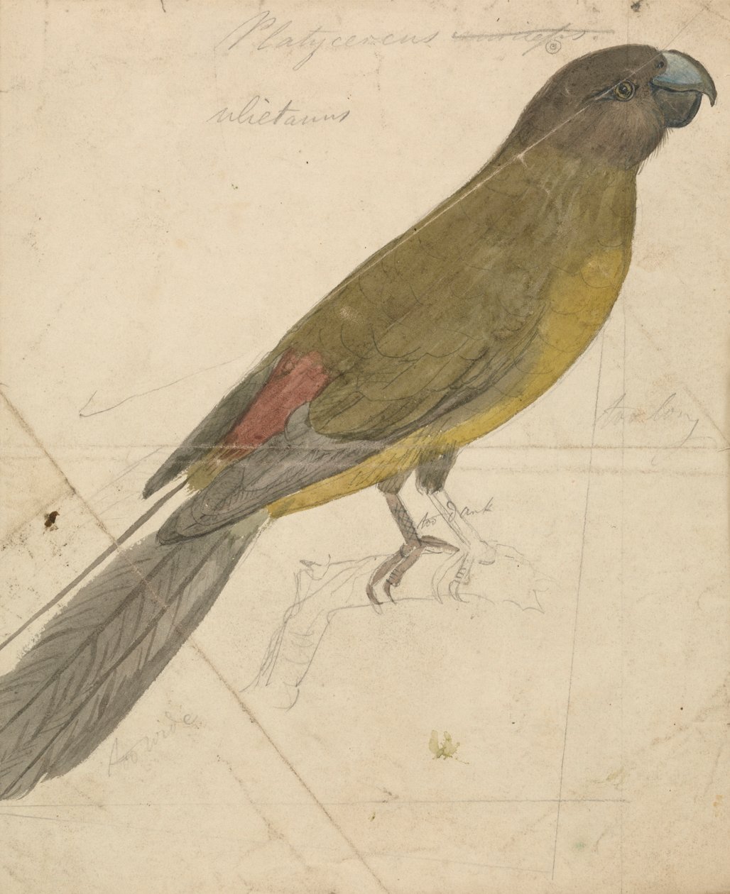 Papoušek od James de Carle Sowerby