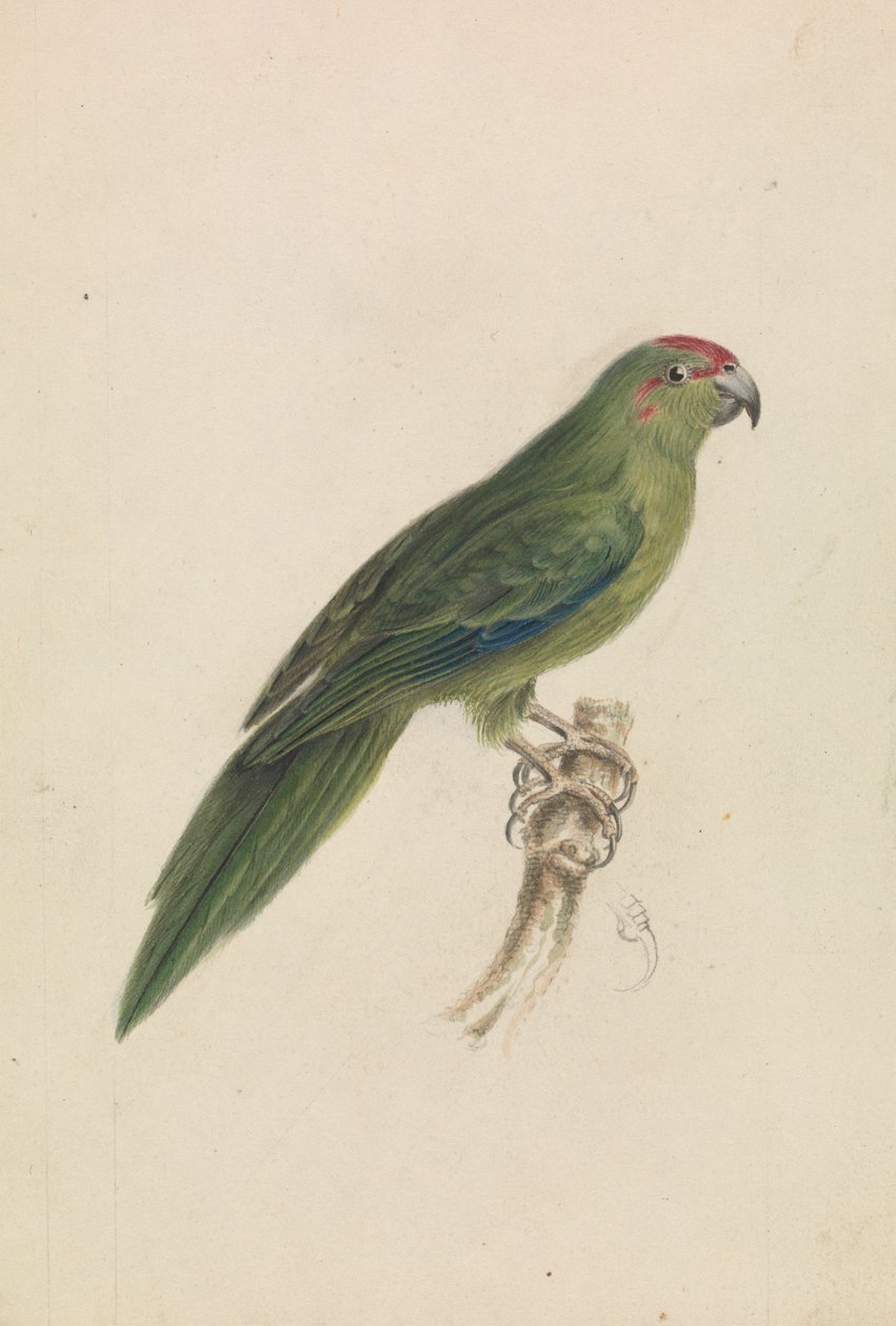 Papoušek od James de Carle Sowerby