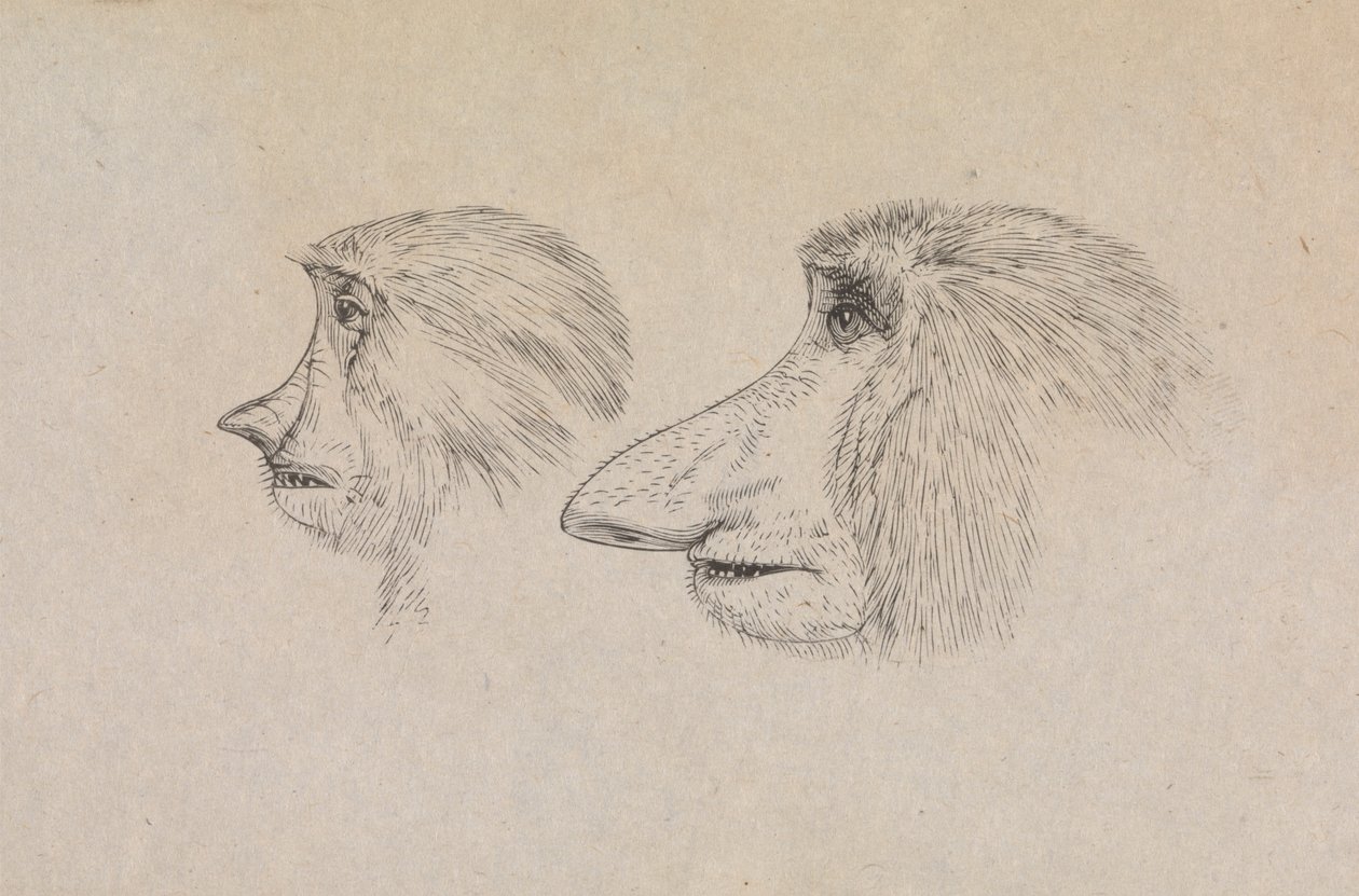 Hlavy dvou proboscis opic od James de Carle Sowerby