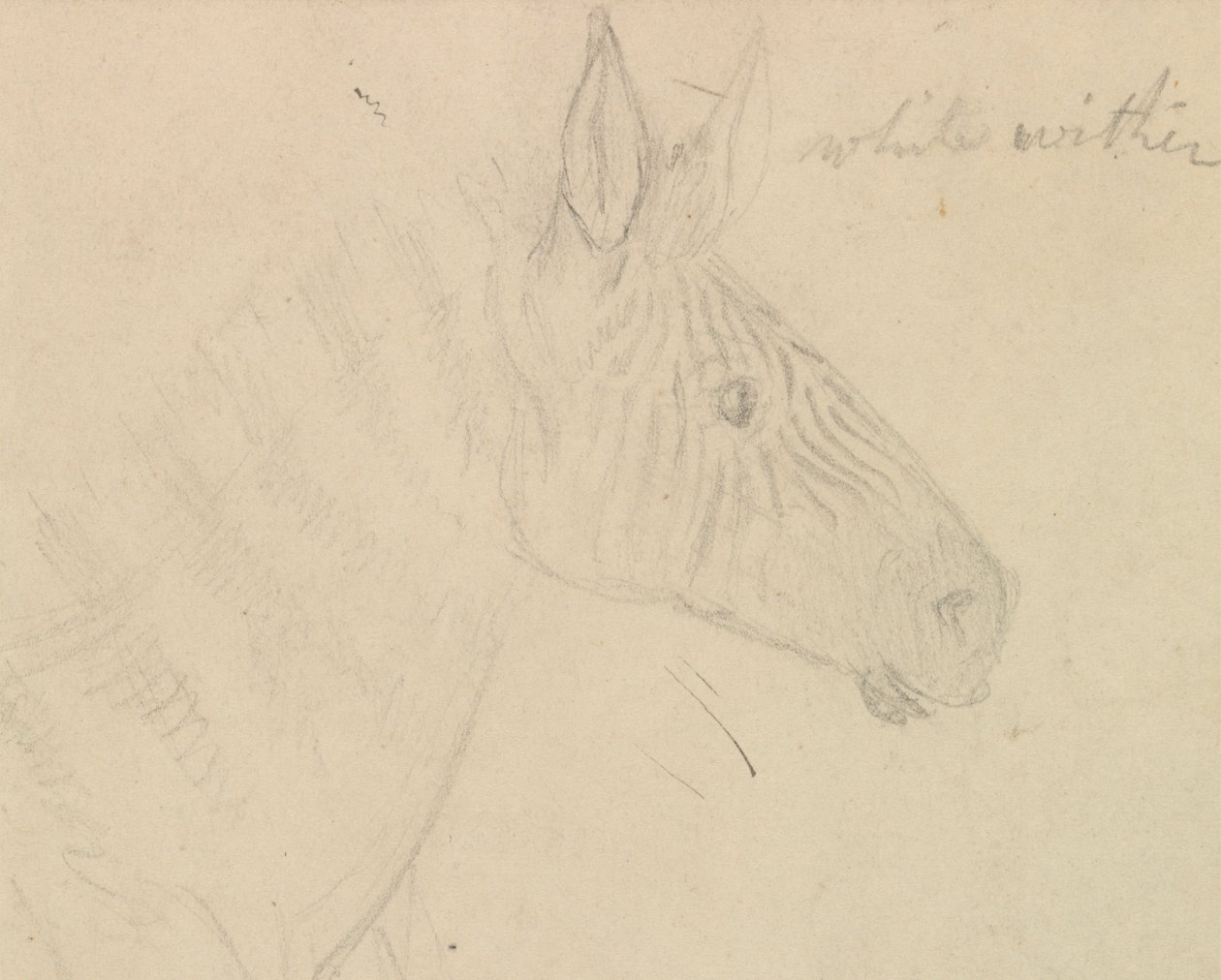 Zebra od James de Carle Sowerby