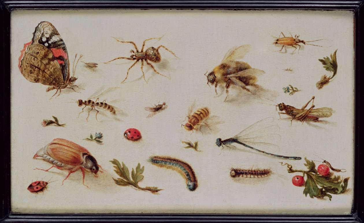 Studie hmyzu od Jan the Elder Brueghel