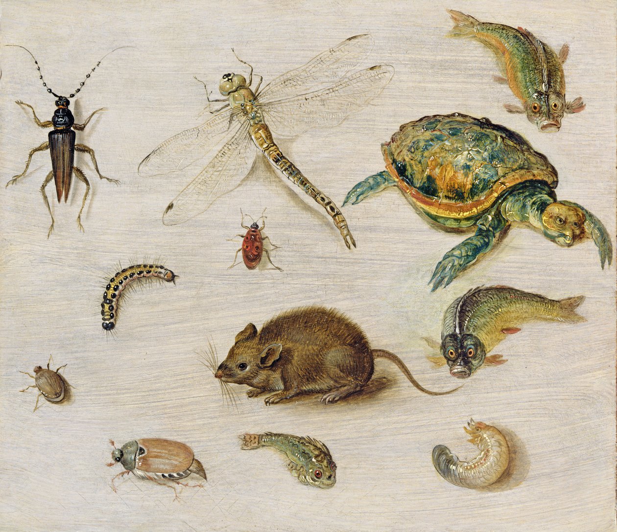 Studie hmyzu, mořských tvorů a myši od Jan the Elder Brueghel