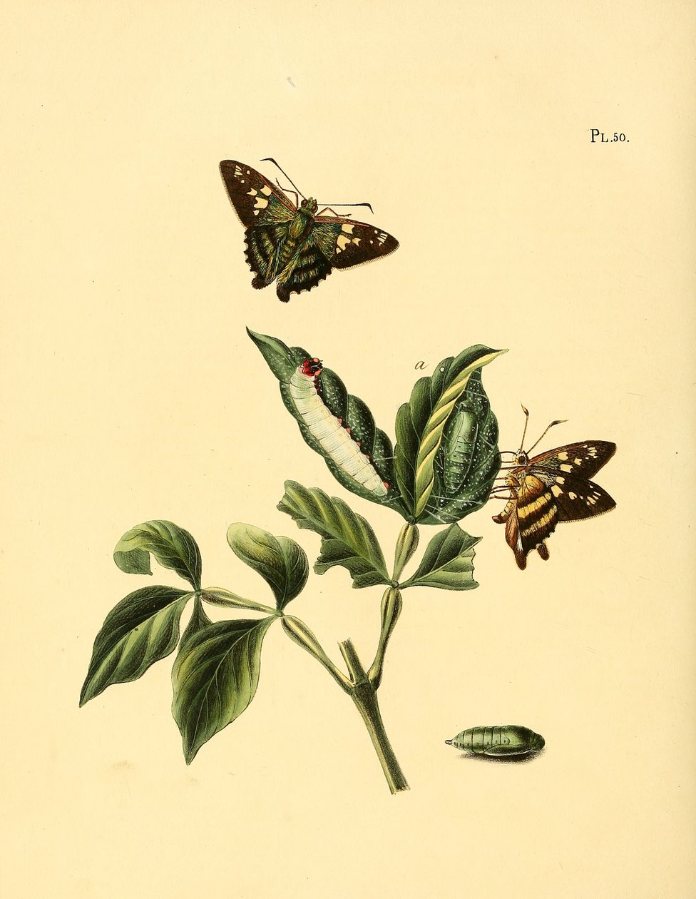 Nascus phocus od Jan Christiaen Sepp