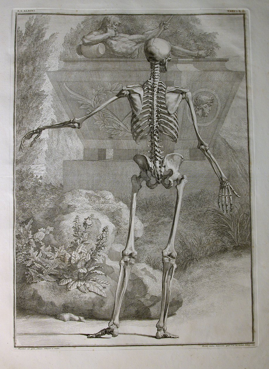 Albinus I, Pl. II: Kostra, ilustrace z knihy „Kosterní svaly lidského těla“ od Bernharda Siegfrieda Albinuse (1697-1770), nakladatelství J.undH. Verbeek, bibliop., Leiden, 1740 (rytina od Jan Wandelaar