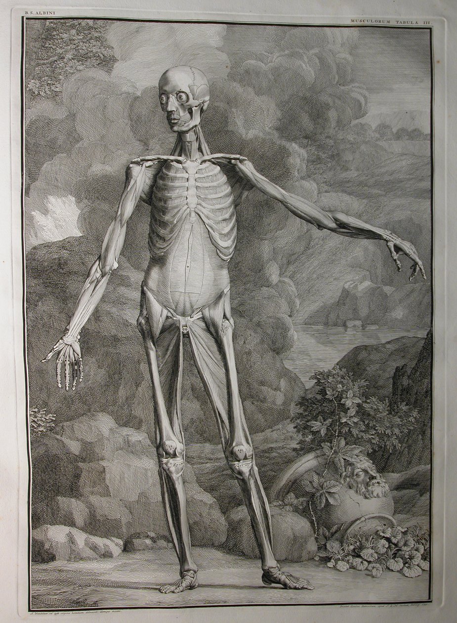 Albinus I, Pl. III: Musculature, ilustrace z 