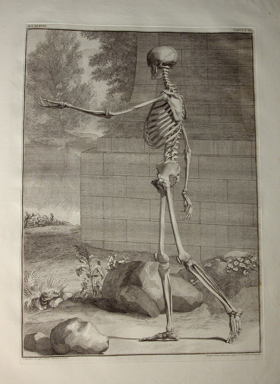 Albinus I, Pl. III: Kostra, ilustrace z knihy "Tabulae sceleti et musculorum corporis humani", autor Bernhard Siegfried Albinus (1697-1770), vydáno J.undH. Verbeek, bibliop., Leiden, 1747 (rytina od Jan Wandelaar