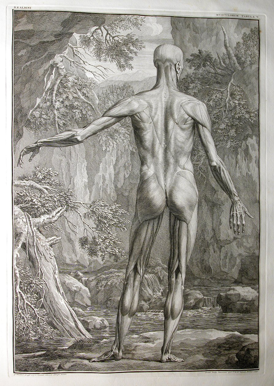Albinus I, Pl. V: Musculature, ilustrace z 