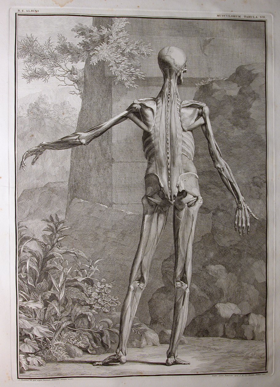 Albinus I, Pl. VII: Musculature, ilustrace z 