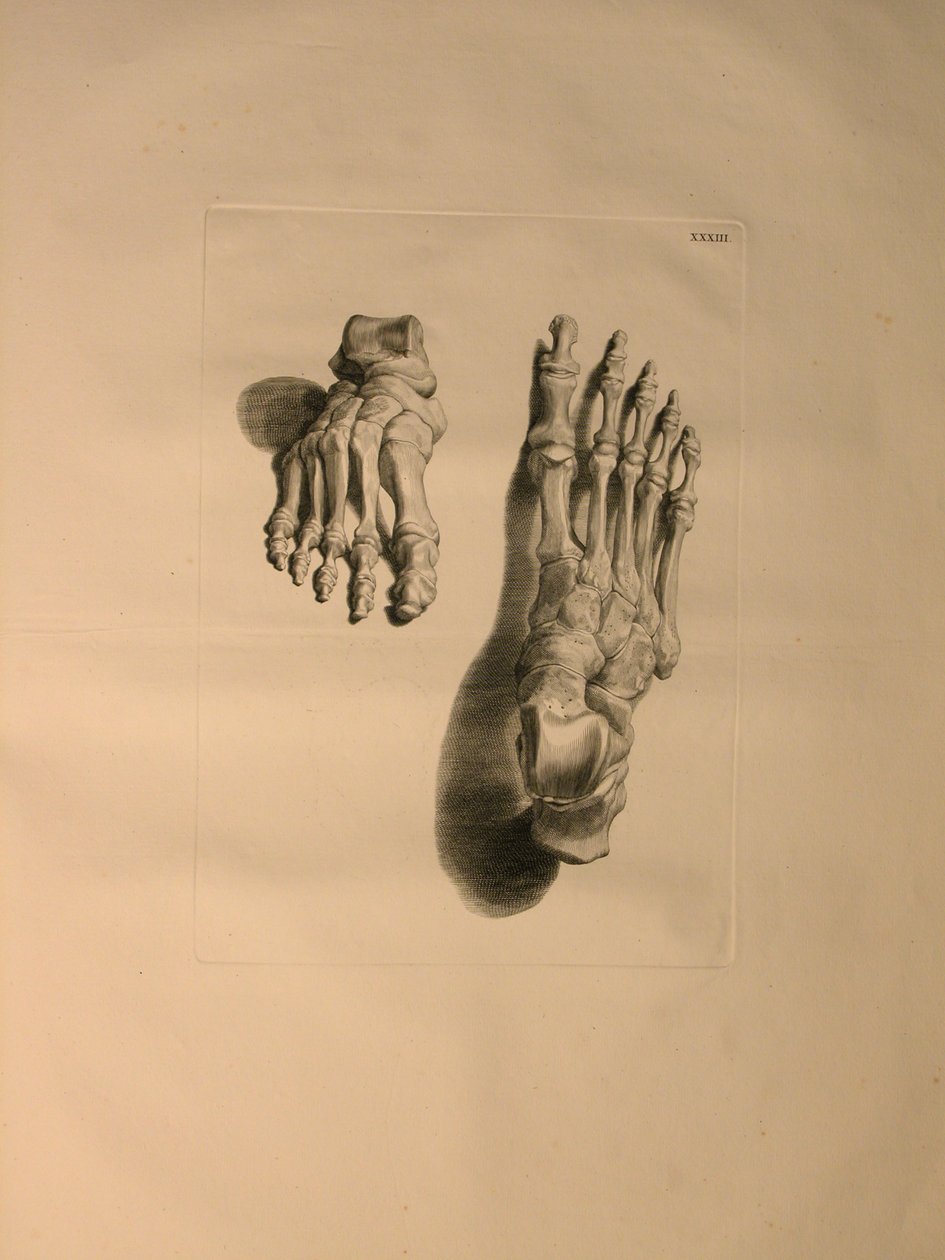 Albinus II, Pl. 33: Skelet of a Foot, ilustrace z 