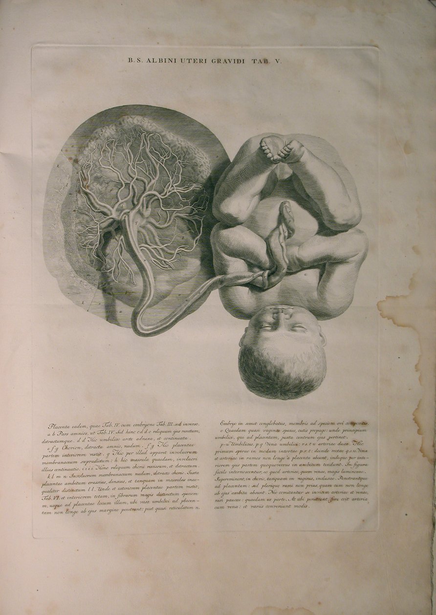 Albinus, Děloha II, Pl. V, ilustrace z 