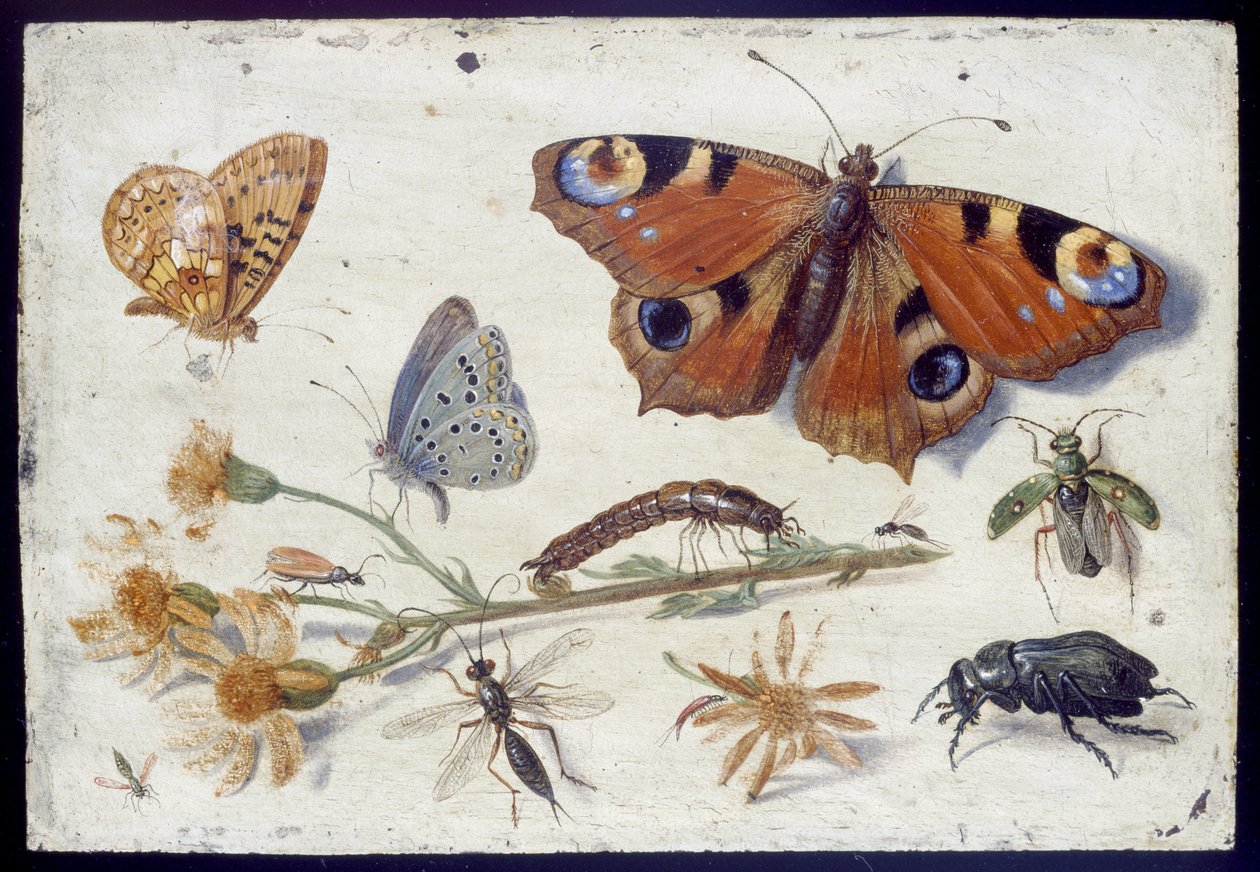 Tři motýli, brouk a další hmyz, s řezáním starček, počátek 50. let 17. století (olej na mědi) od Jan van Kessel the Elder