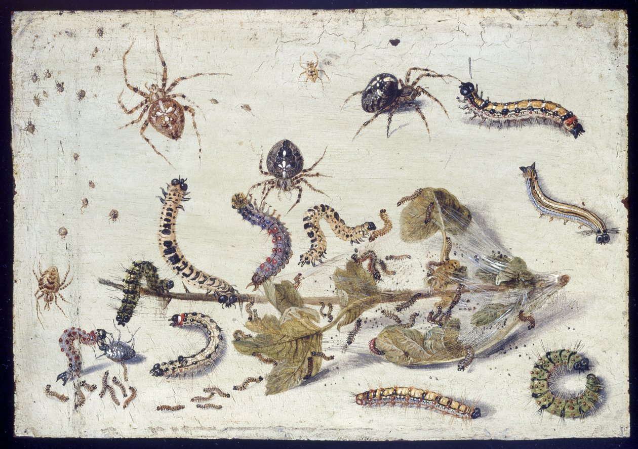 Různí pavouci a housenky s větvičkou angreštu, počátek 50. let 16. století (olej na mědi) od Jan van Kessel the Elder