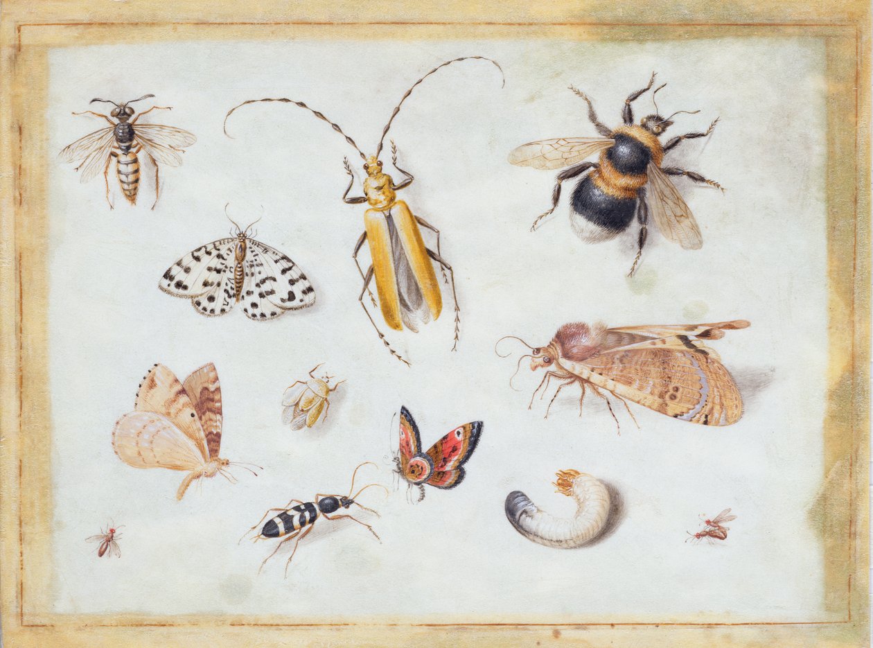 Studie motýlů a jiného hmyzu (kvaš na pergamenu) od Jan van Kessel the Elder