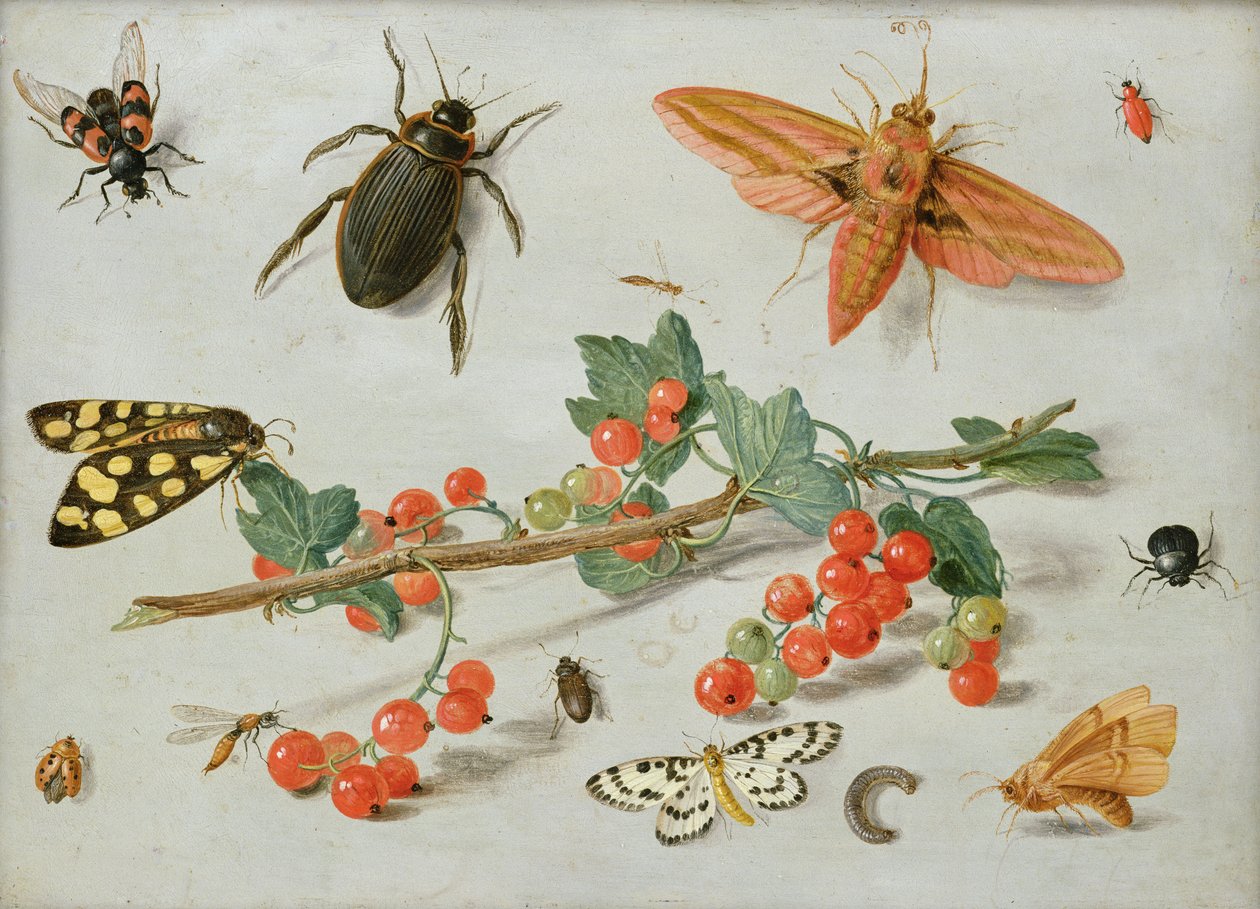 Snítka červeného rybízu s můrou sloní, strakou a dalším hmyzem, 1657 (olej na mědi) od Jan van Kessel the Elder