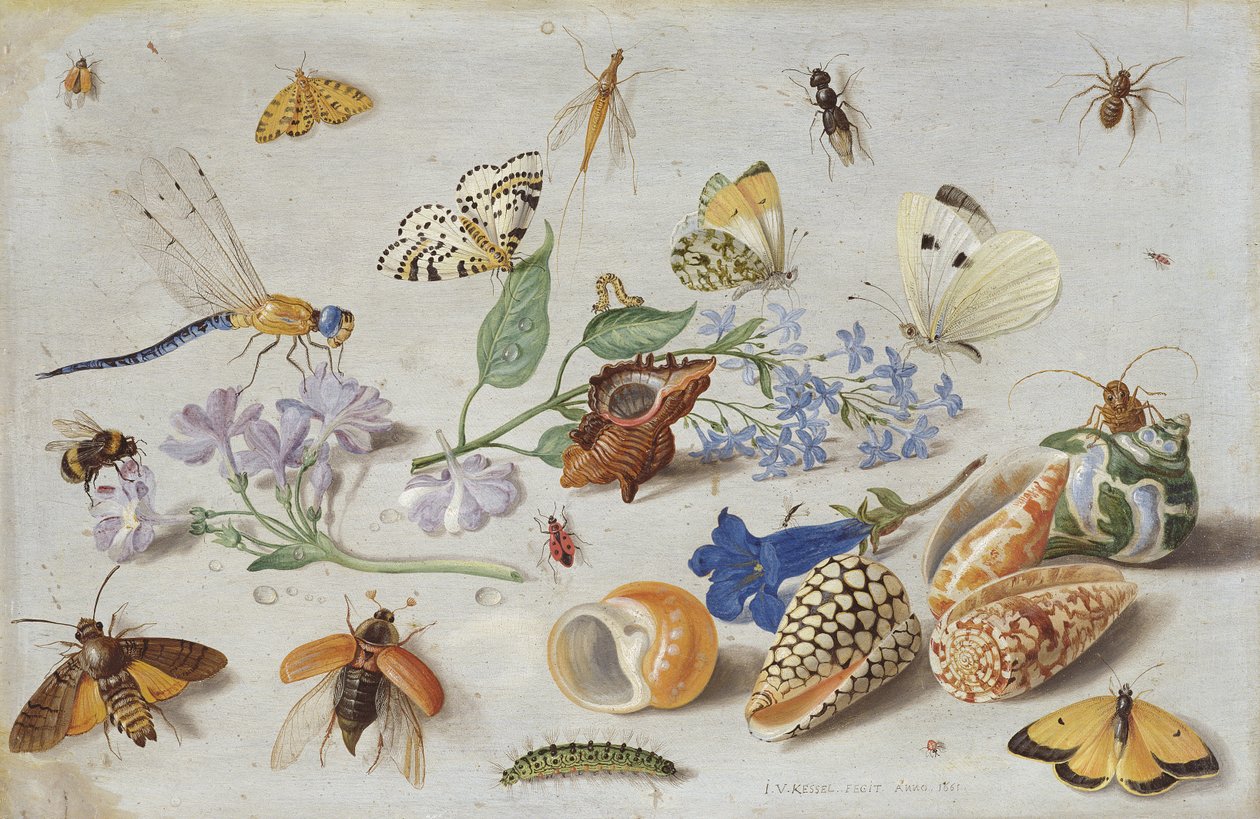 Motýli a jiný hmyz, 1661 (olej na mědi) od Jan van Kessel the Elder