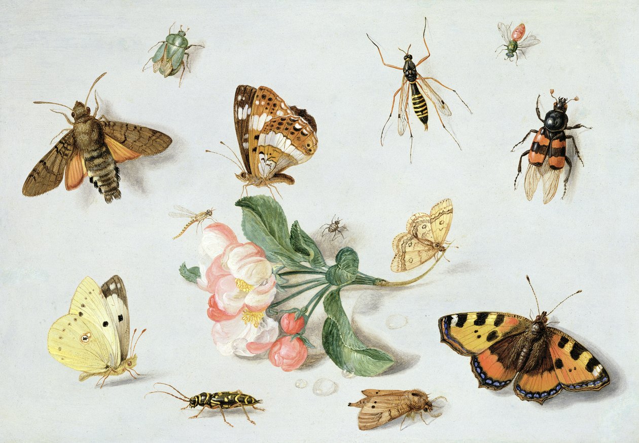 Motýli, můry a jiný hmyz se snítkou jabloňového květu (olej na mědi) od Jan van Kessel the Elder