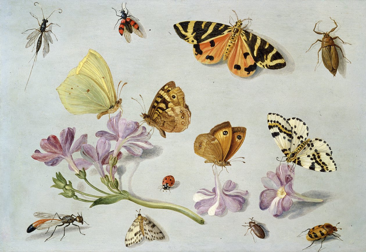 Motýli, můry a jiný hmyz se snítkou barvínku (olej na mědi) od Jan van Kessel the Elder