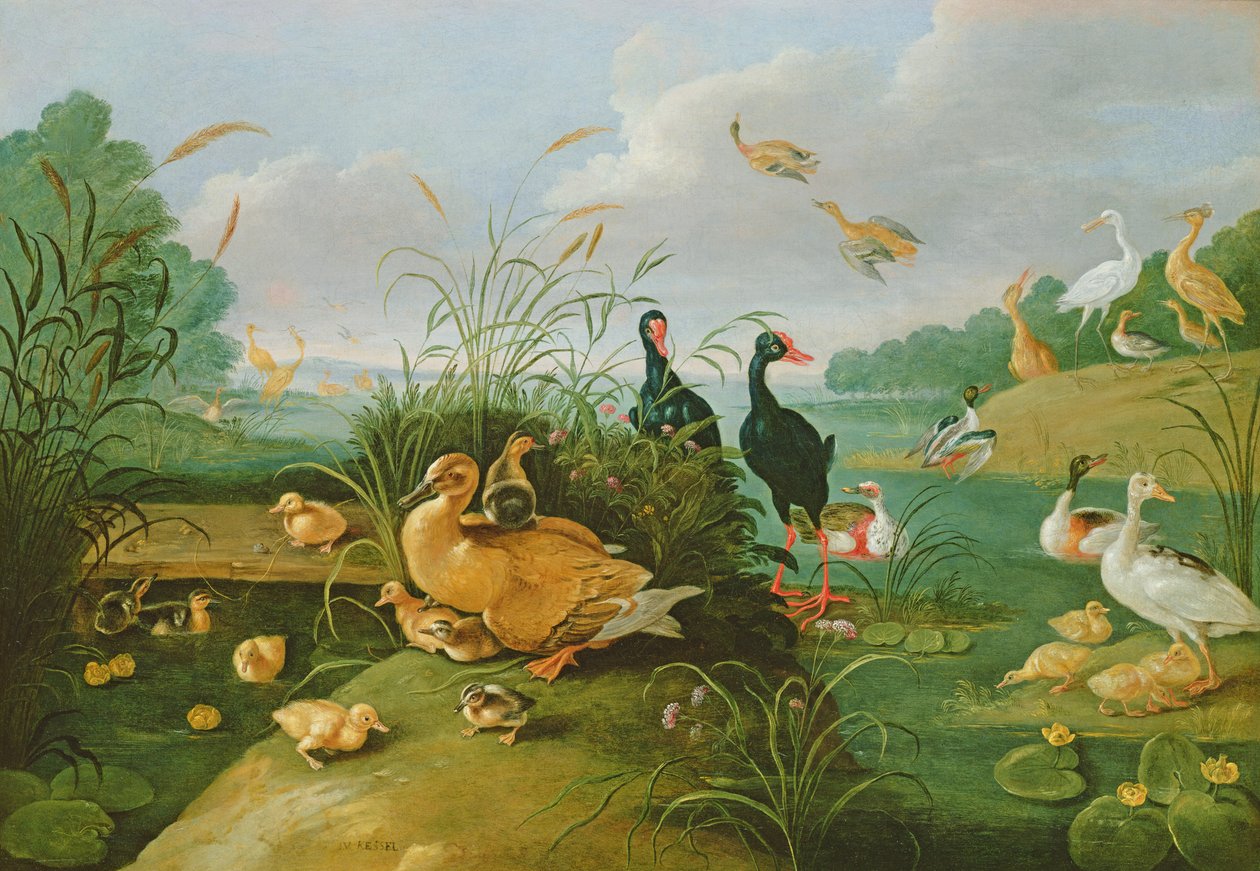 Dekorativní drůbež a kachňata od Jan van Kessel the Elder