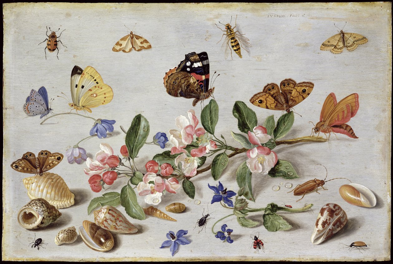 Hmyz (olej na mědi) od Jan van Kessel the Elder