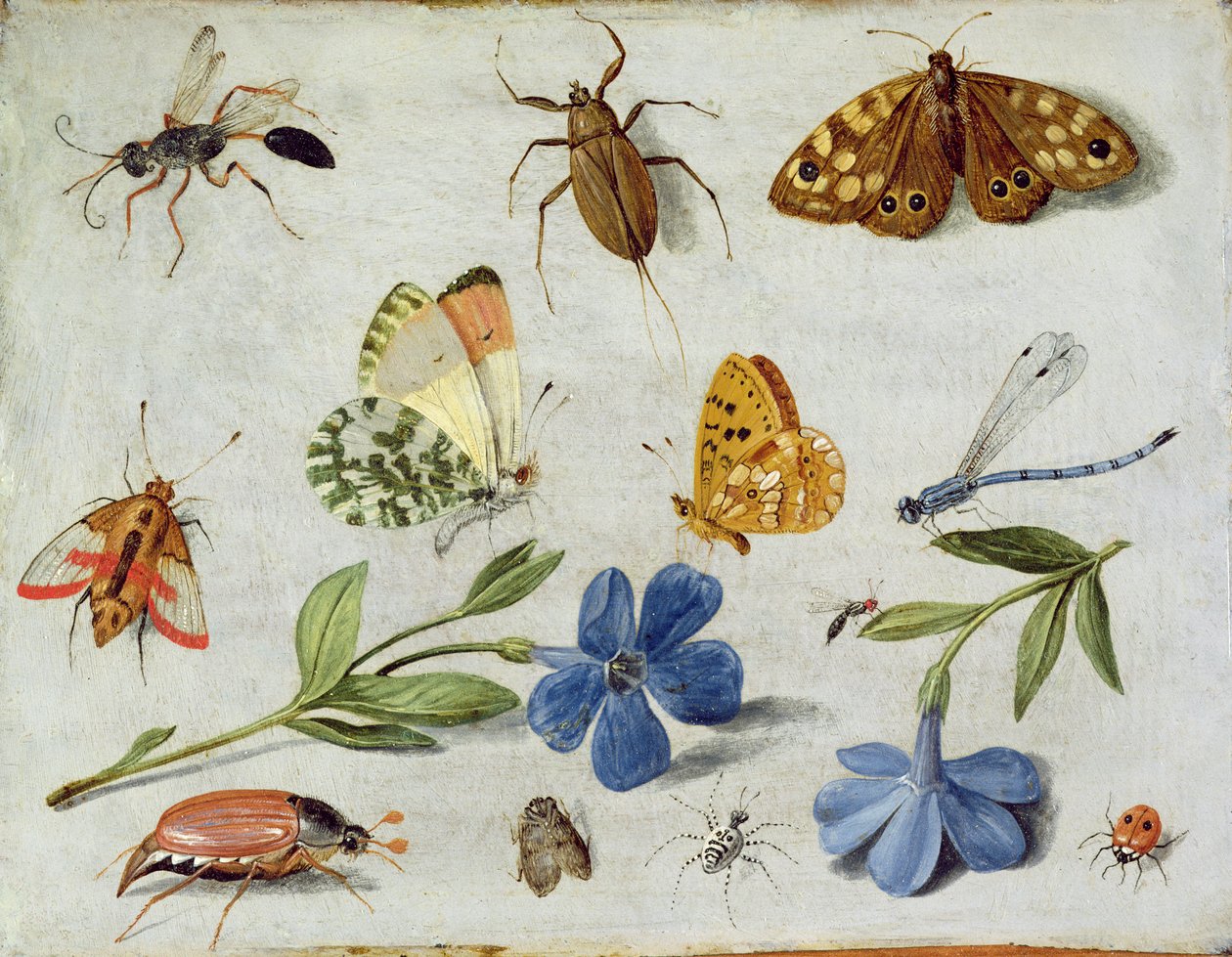 Hmyz (olej na mědi) od Jan van Kessel the Elder