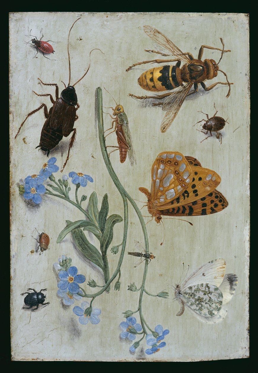 Hmyz (olej na mědi) od Jan van Kessel the Elder