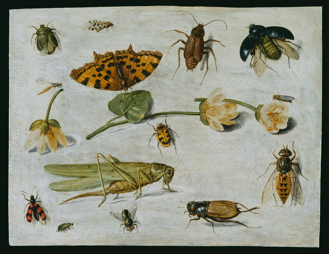 Hmyz (olej na mědi) od Jan van Kessel the Elder