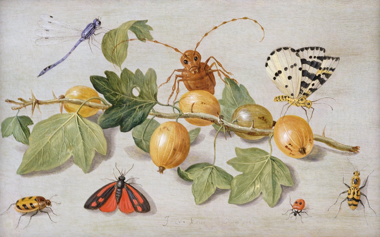 Zátiší z větve angreštu, s motýlem, můrou, dívkou mouchou a jiným hmyzem (olej na mědi) od Jan van Kessel the Elder