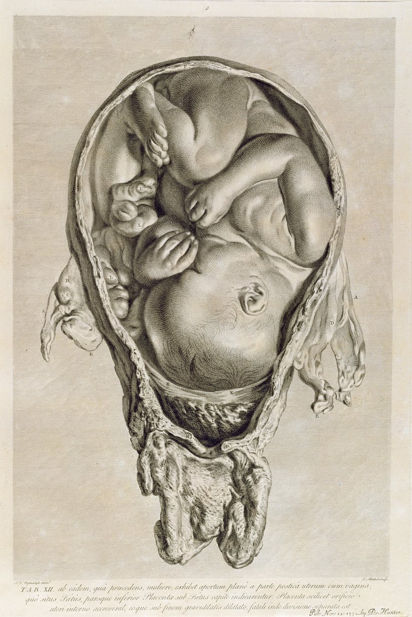 Anatomická kresba plodu v děloze, rytina Francoise Simona Raveneta (1706-74) pub. 1774 od Jan van Rymsdyk