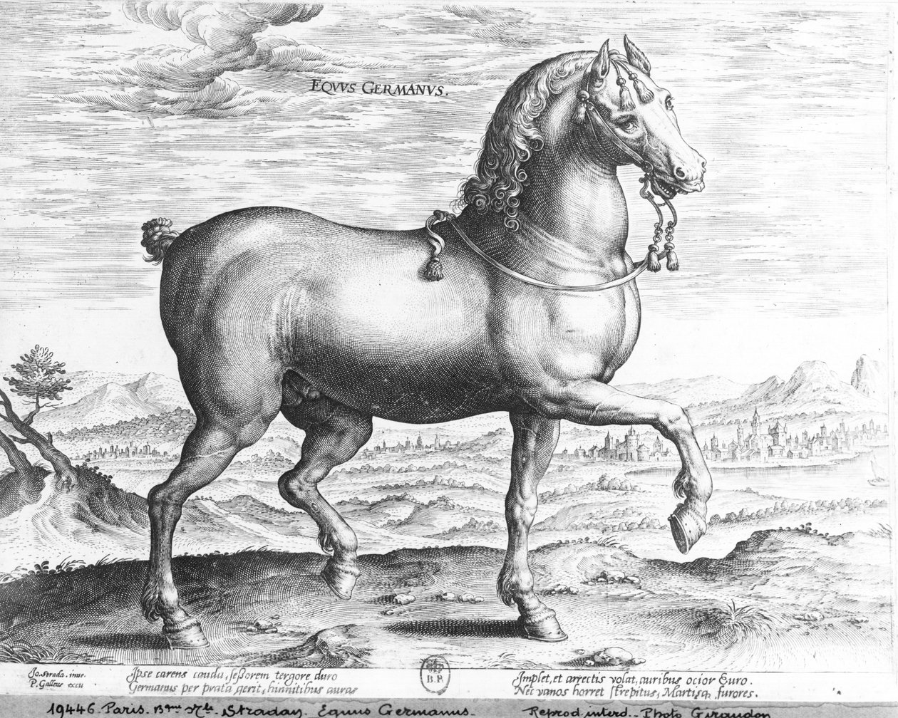 Německý kůň od Jan van der Straet