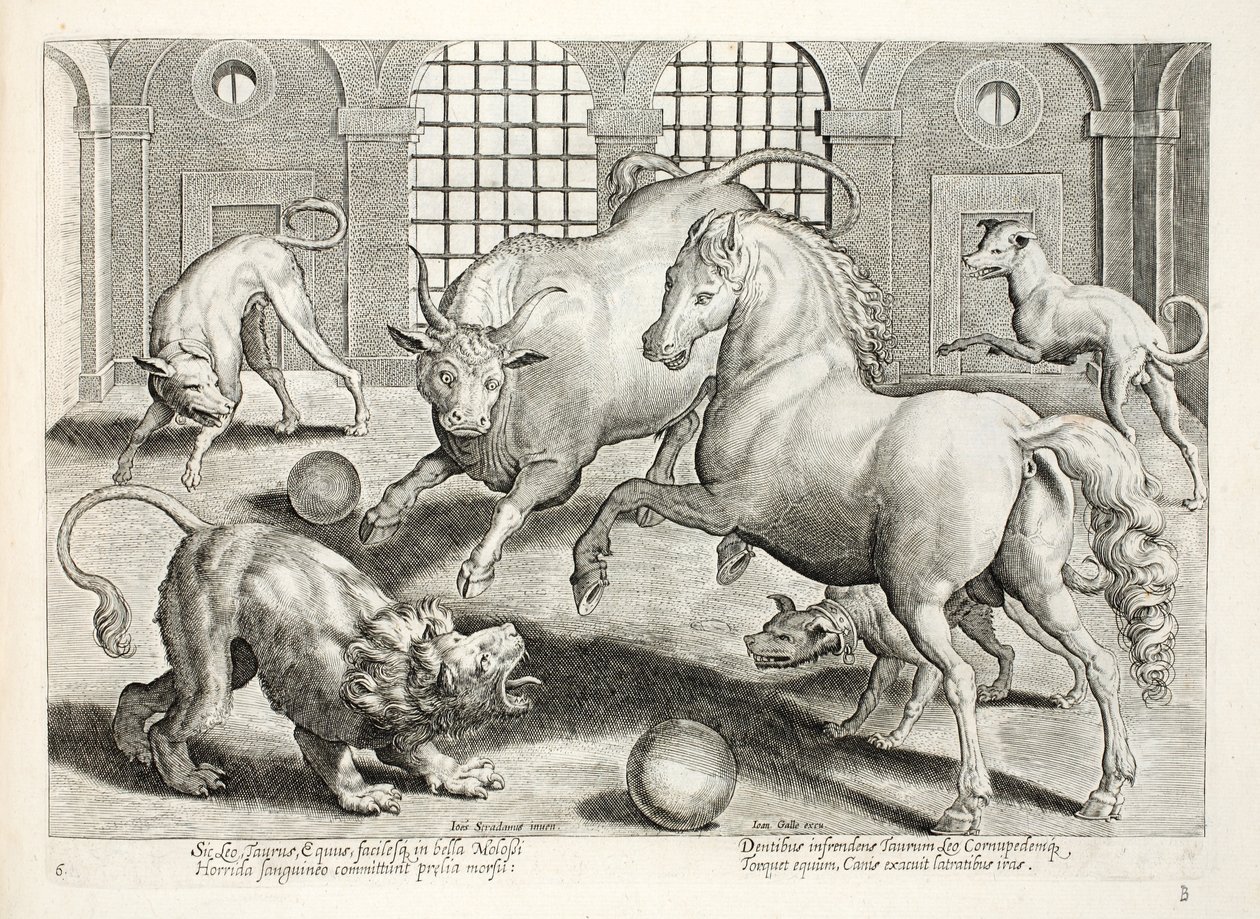 Krvavý boj mezi lvem, býkem a koněm, obklopeným rozzuřenými štěkajícími psy, ilustrace z knihy "Venationes, Ferarum, Avium, Piscium" (O lovu: divoké šelmy, ptáci, ryby), vyryl Ja. od Jan van der Straet