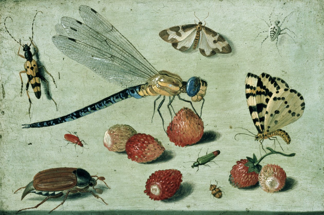Vážka, dva můry, pavouk a někteří brouci s lesními jahodami, 17. století (olej na mědi) od Jan van Kessel the Elder