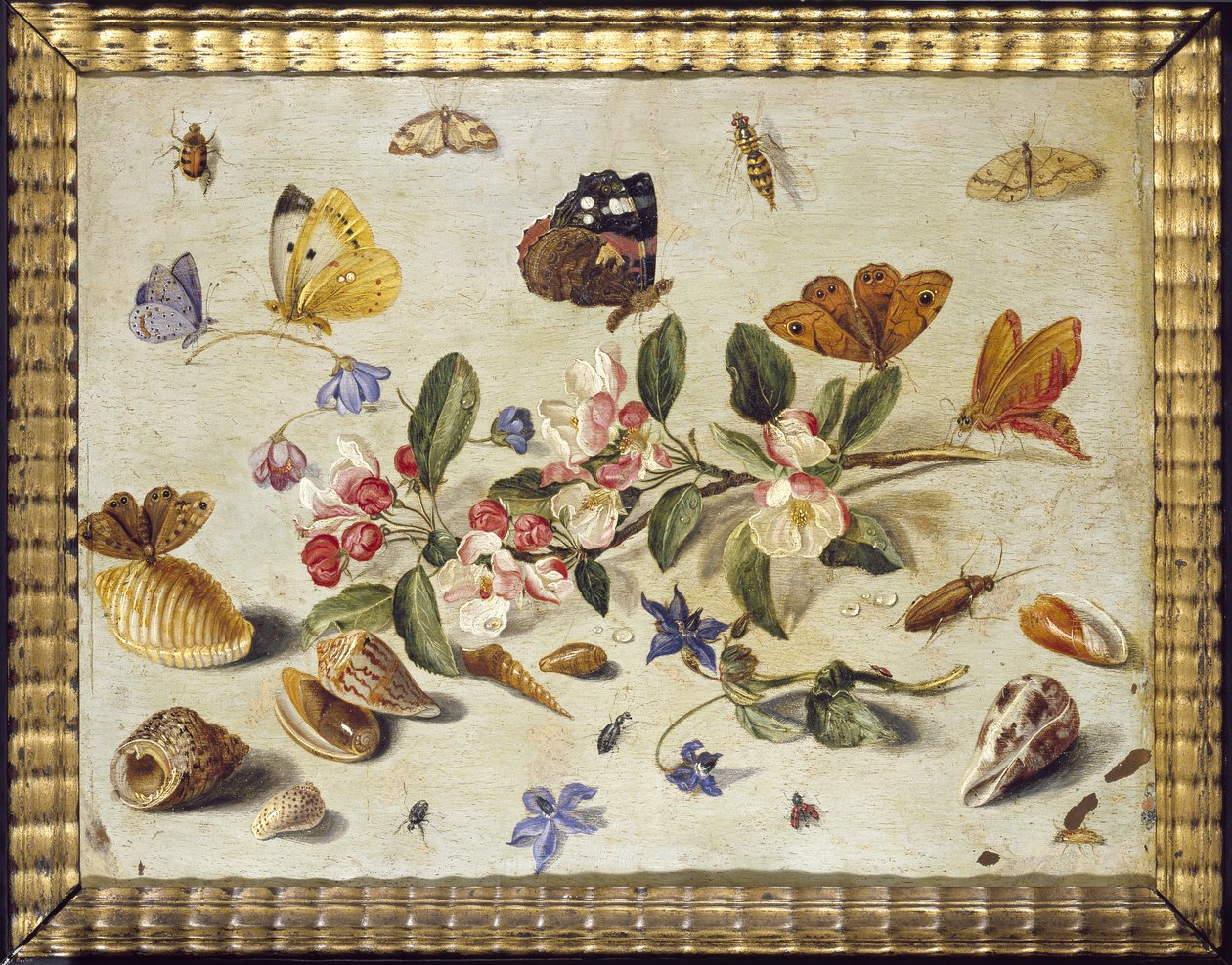 Studie květin a hmyzu (olej na mědi) od Jan van Kessel the Elder