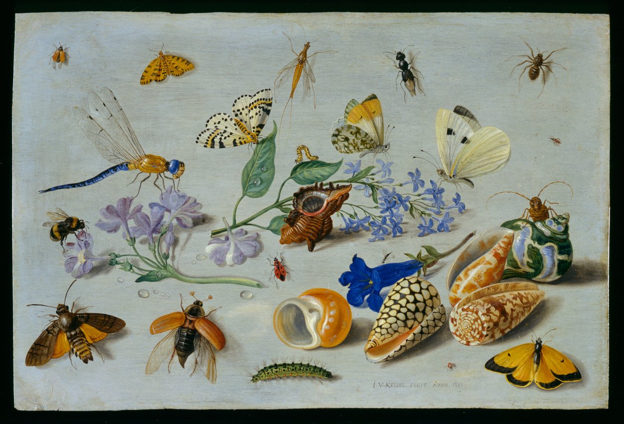 Motýli a jiný hmyz, 1661 (olej na mědi) od Jan van Kessel the Elder
