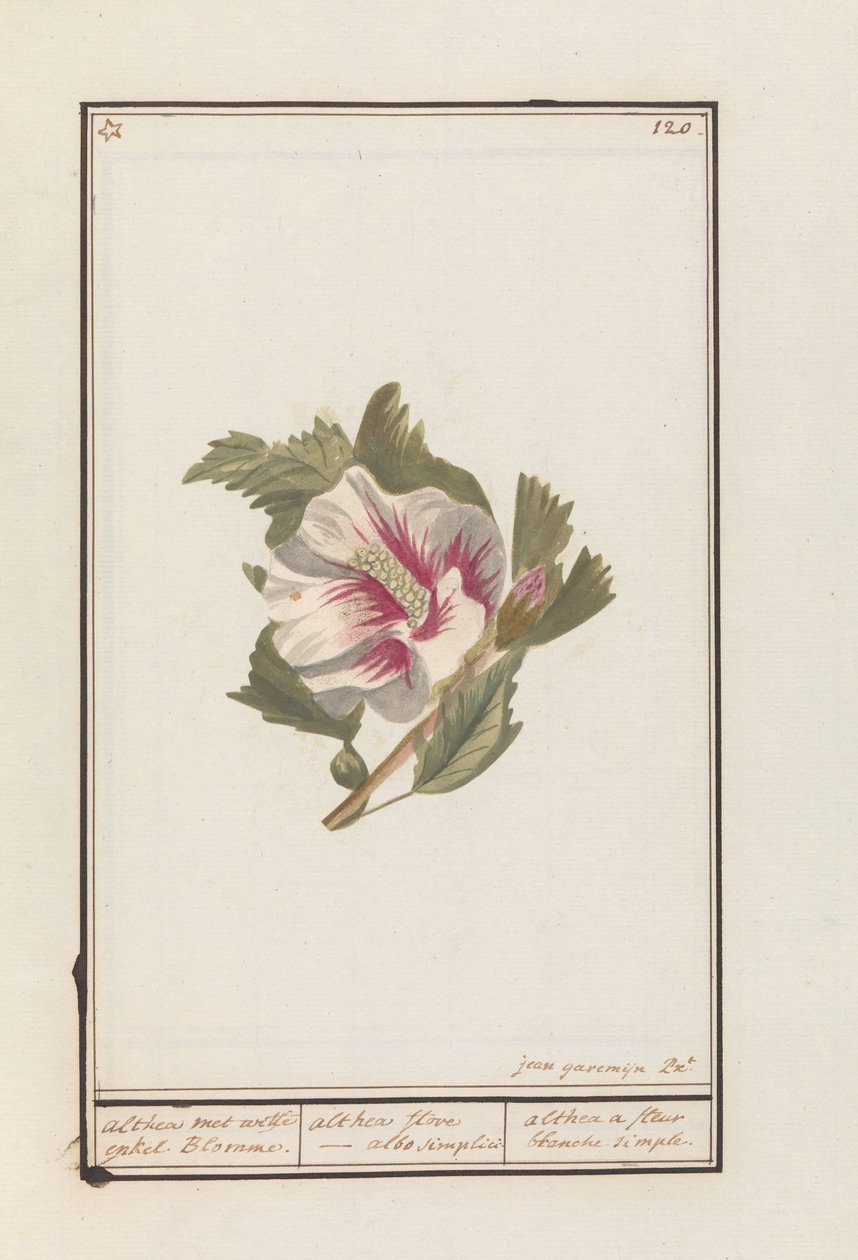 Ibišek (Hibiscus syriacus) Althea s bílými samostatnými květy. / althea flore - bílá prostě. / althea jednoduchý bílý květ (název na objektu) od Jan Anton Garemyn