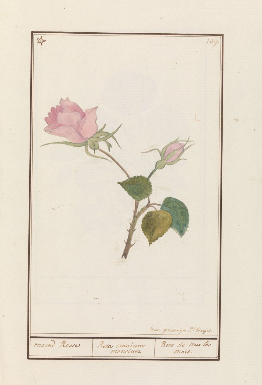 Roos (Rosa) maend Roose / Růže všech měsíců / Rose de tous les mois (název na objektu) od Jan Anton Garemyn