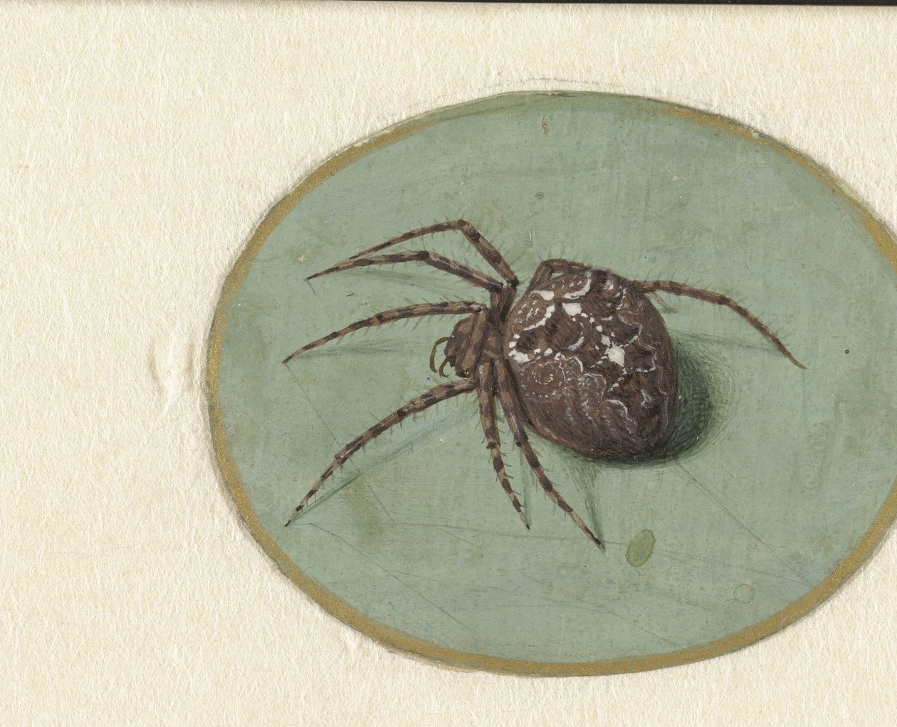 Pavouk od Jan Augustin van der Goes