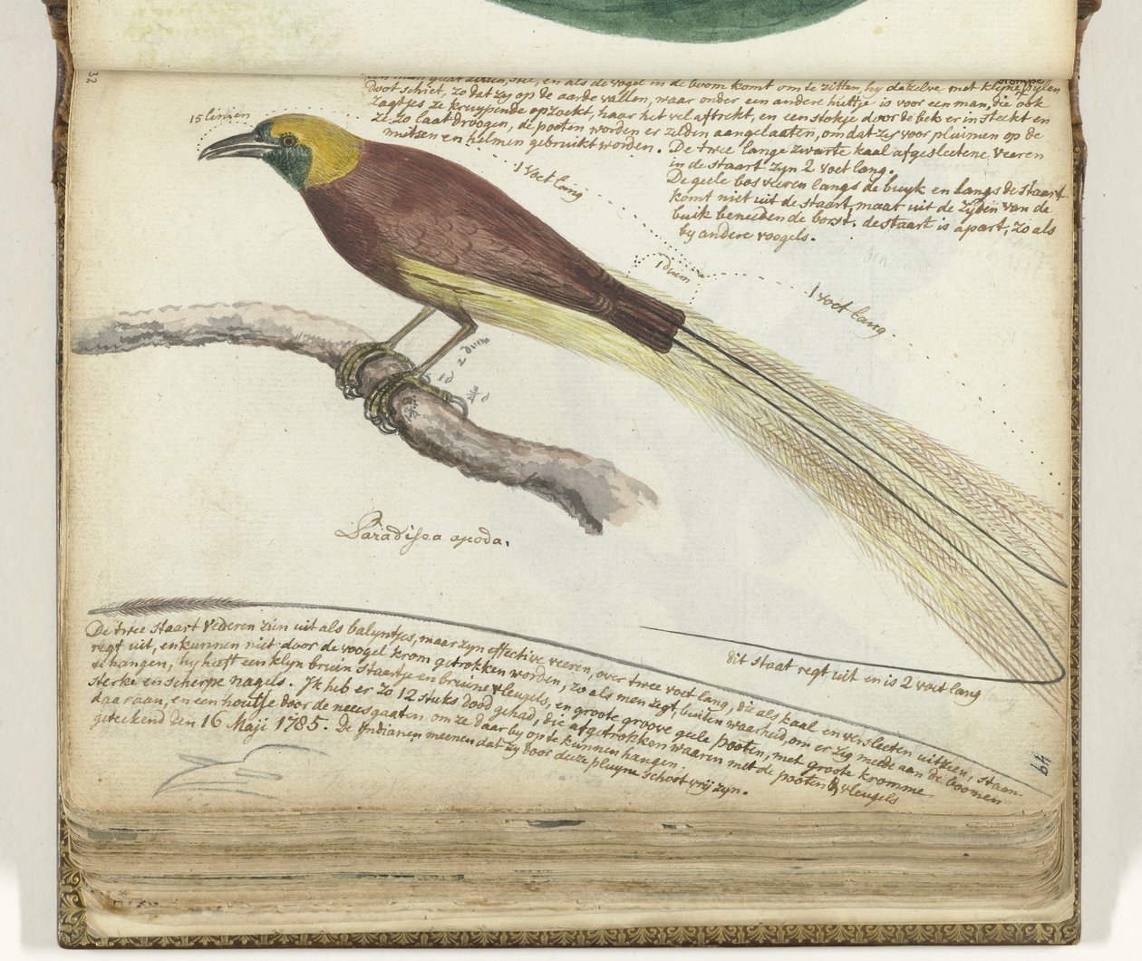 Bird of Paradise od Jan Brandes