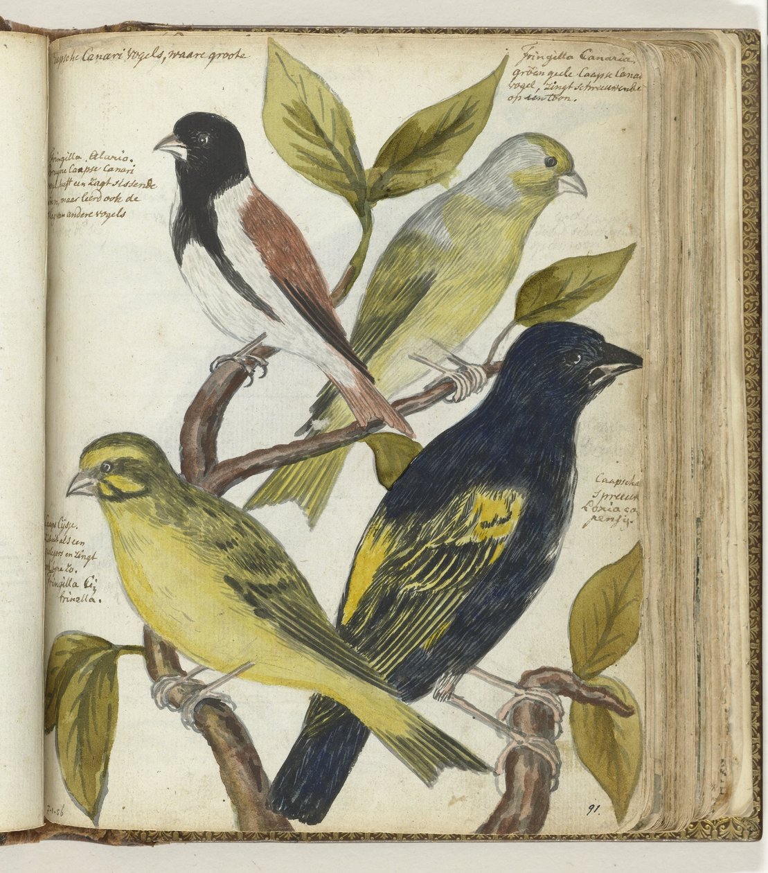 Cape Birds od Jan Brandes