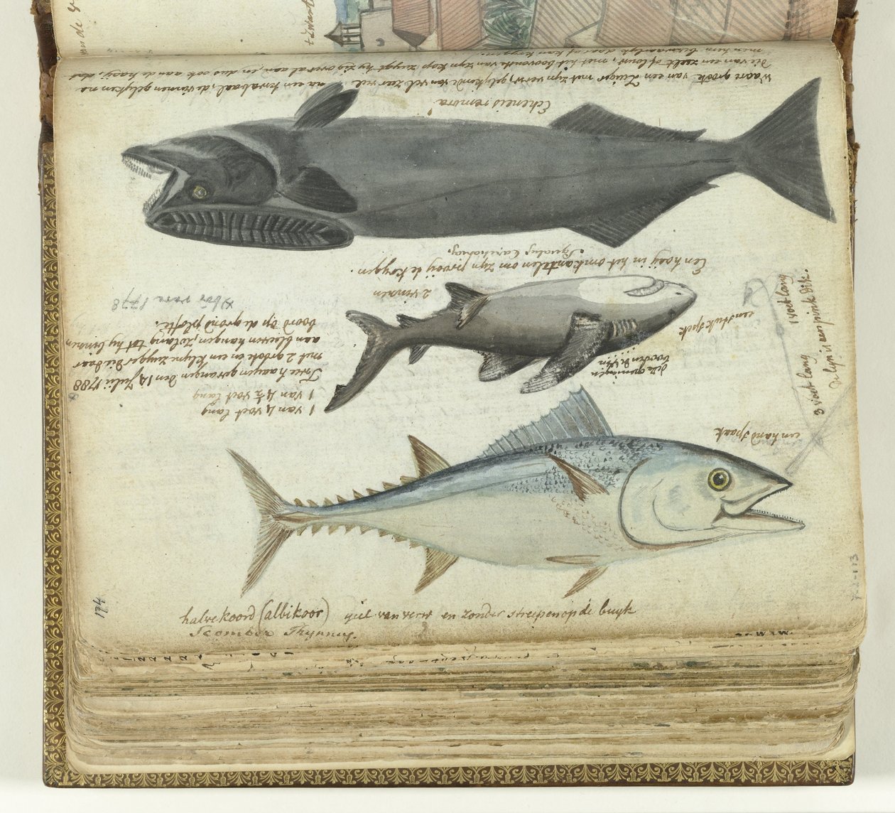 Tuňák, žralok a remora od Jan Brandes