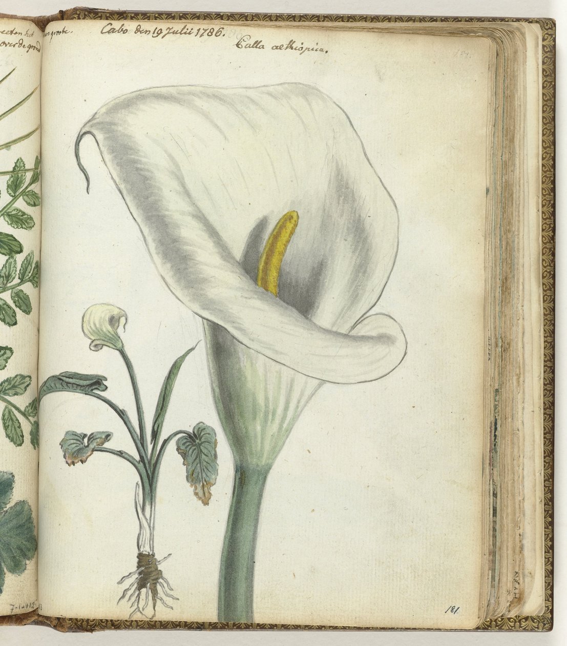 Cape Arron pod od Jan Brandes
