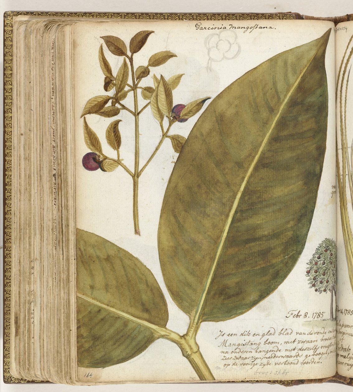 Mangostan od Jan Brandes