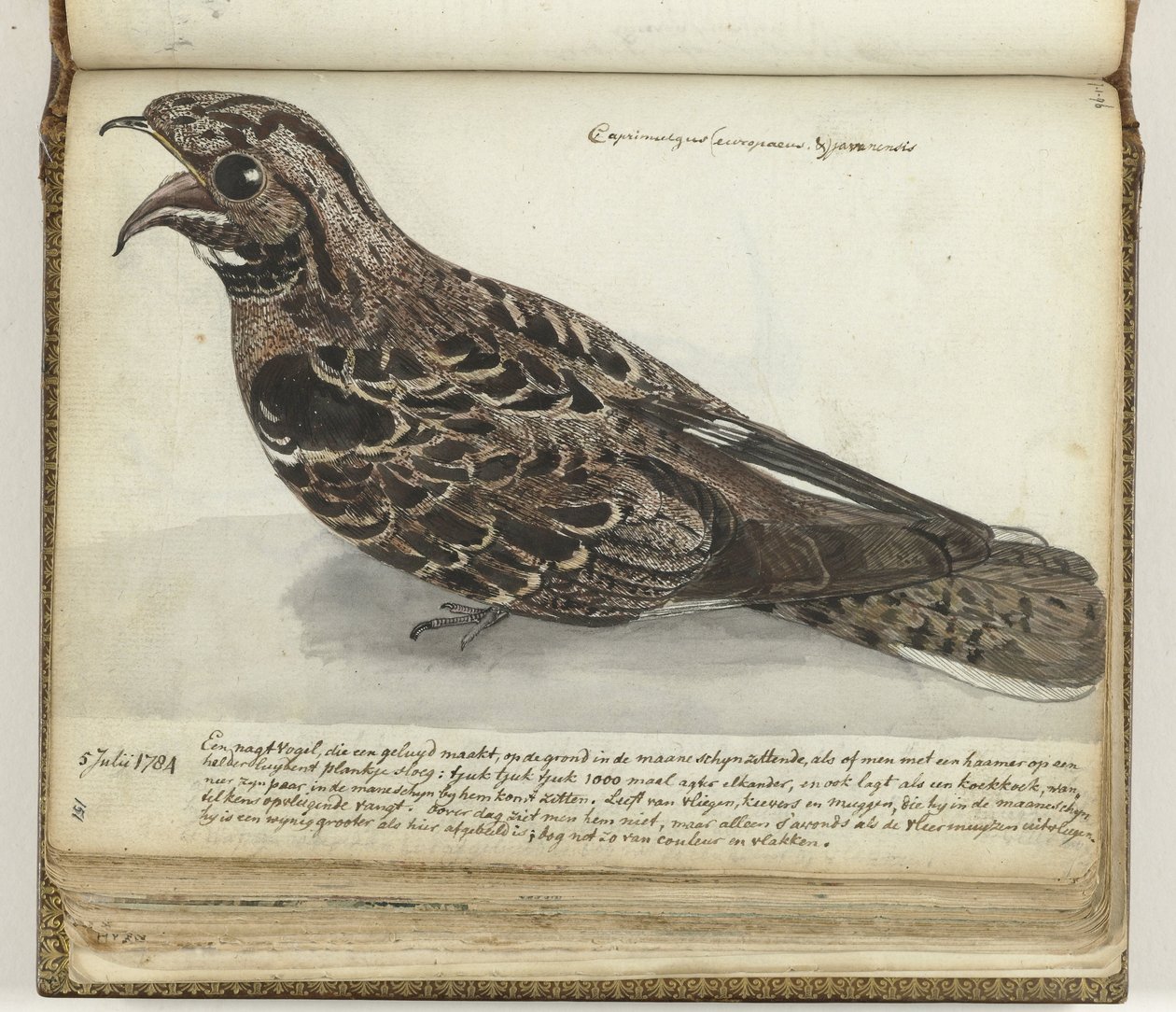 Nightjar od Jan Brandes