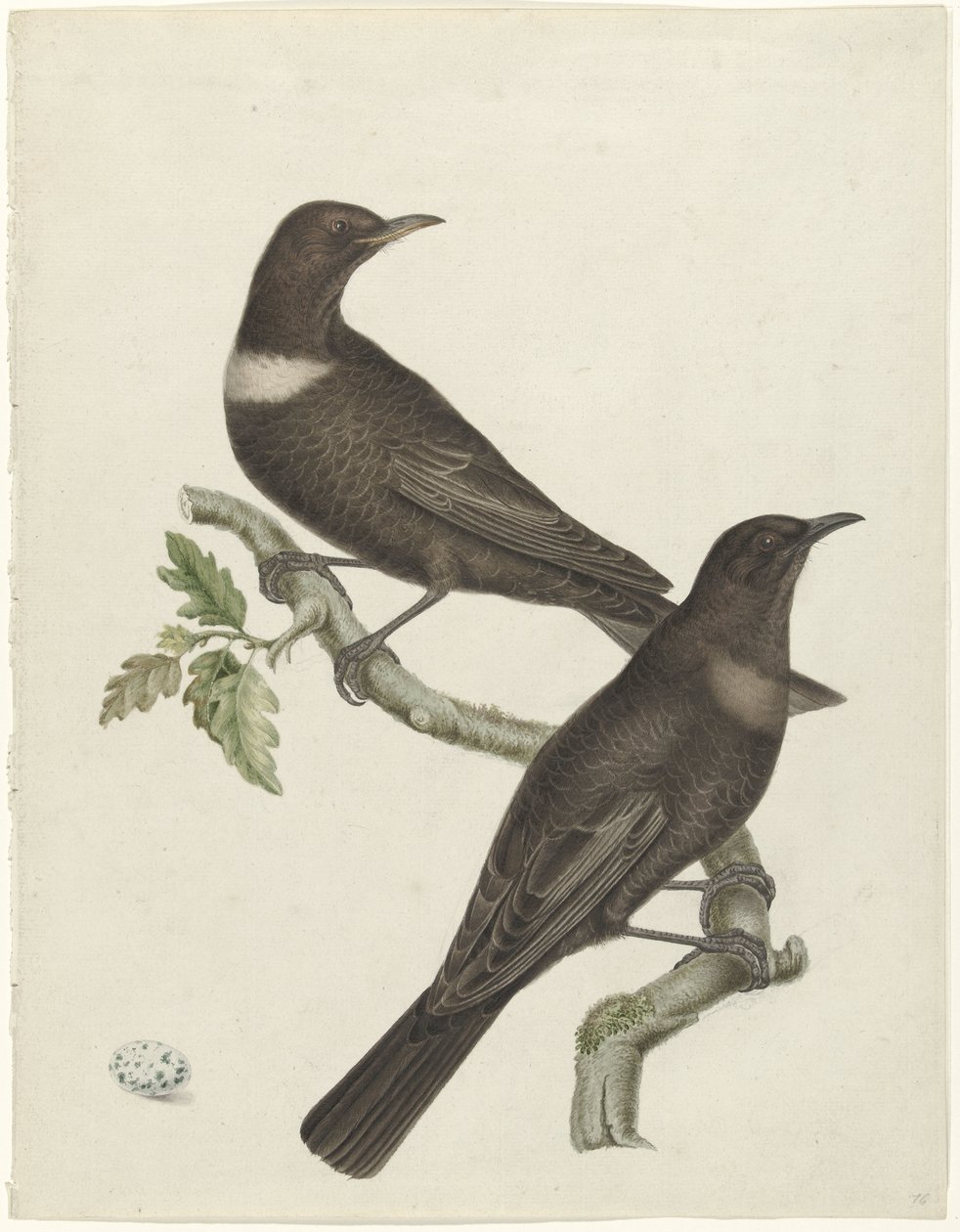 Dva kroužkovci (Purdus torquatus) s vajíčkem od Jan Christiaan Sepp (possibly)