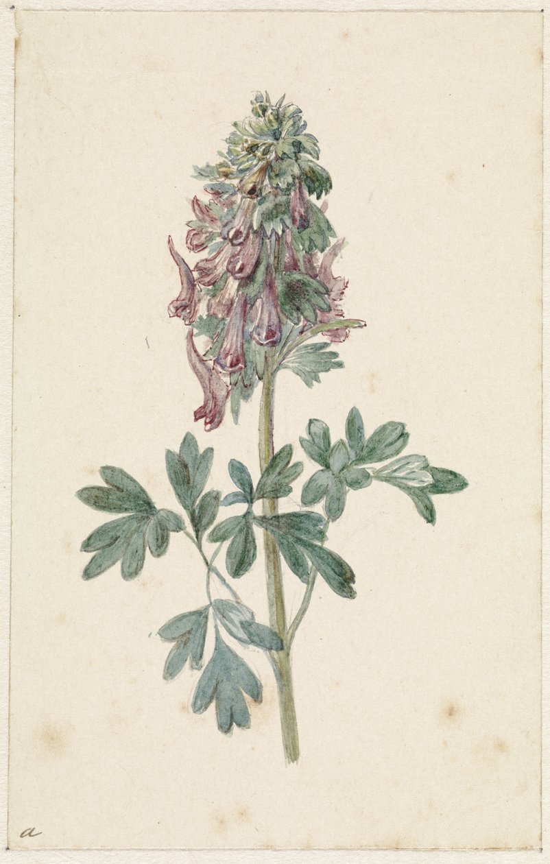 Kvetoucí Corydalis bulbosa od Jan Jacob Goteling Vinnis
