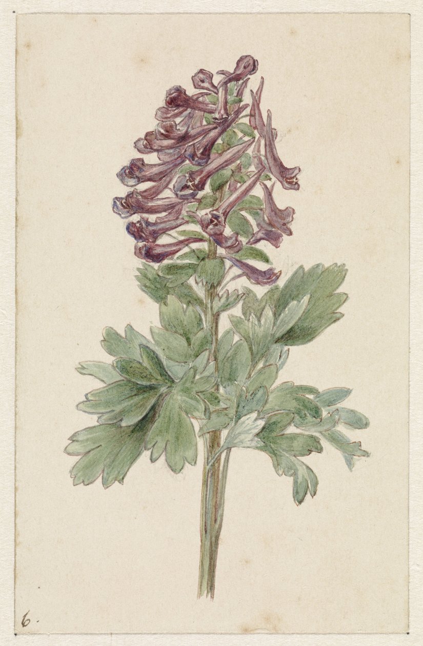 Kvetoucí Corydalis bulbosa od Jan Jacob Goteling Vinnis